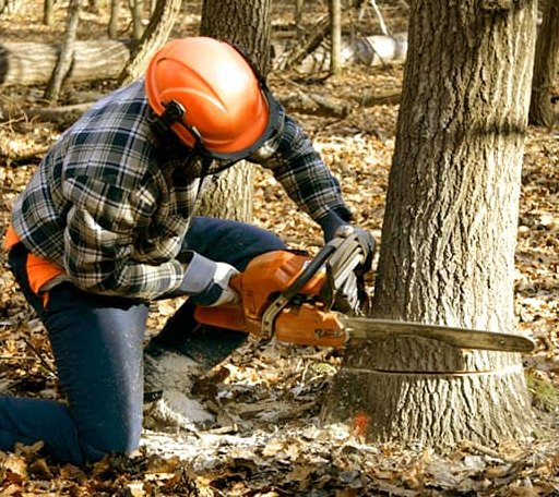 Tree Removal in Keysville, VA